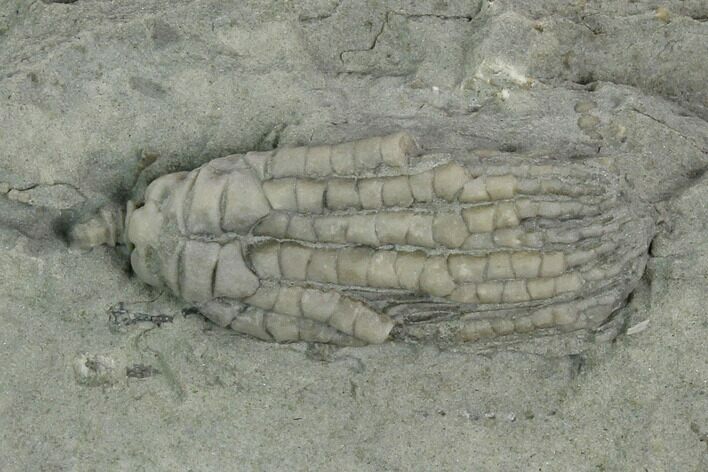Crinoid (Pachylocrinus) Fossil - Crawfordsville, Indiana #125902